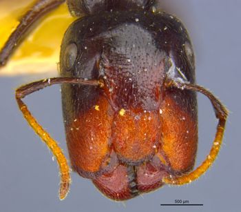 Media type: image;   Entomology 9074 Aspect: head frontal view